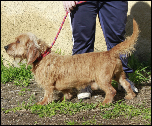 NAVARO croisé Basset fauve de Bretagne _mg_5626