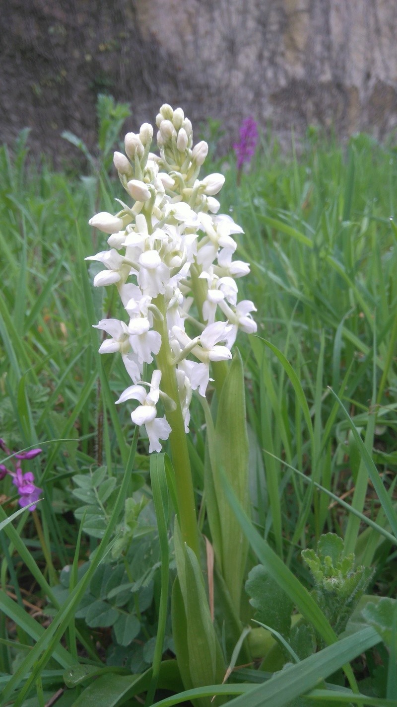 [Orchis mascula] Anacamptis laxiflora ? Dsc_1911