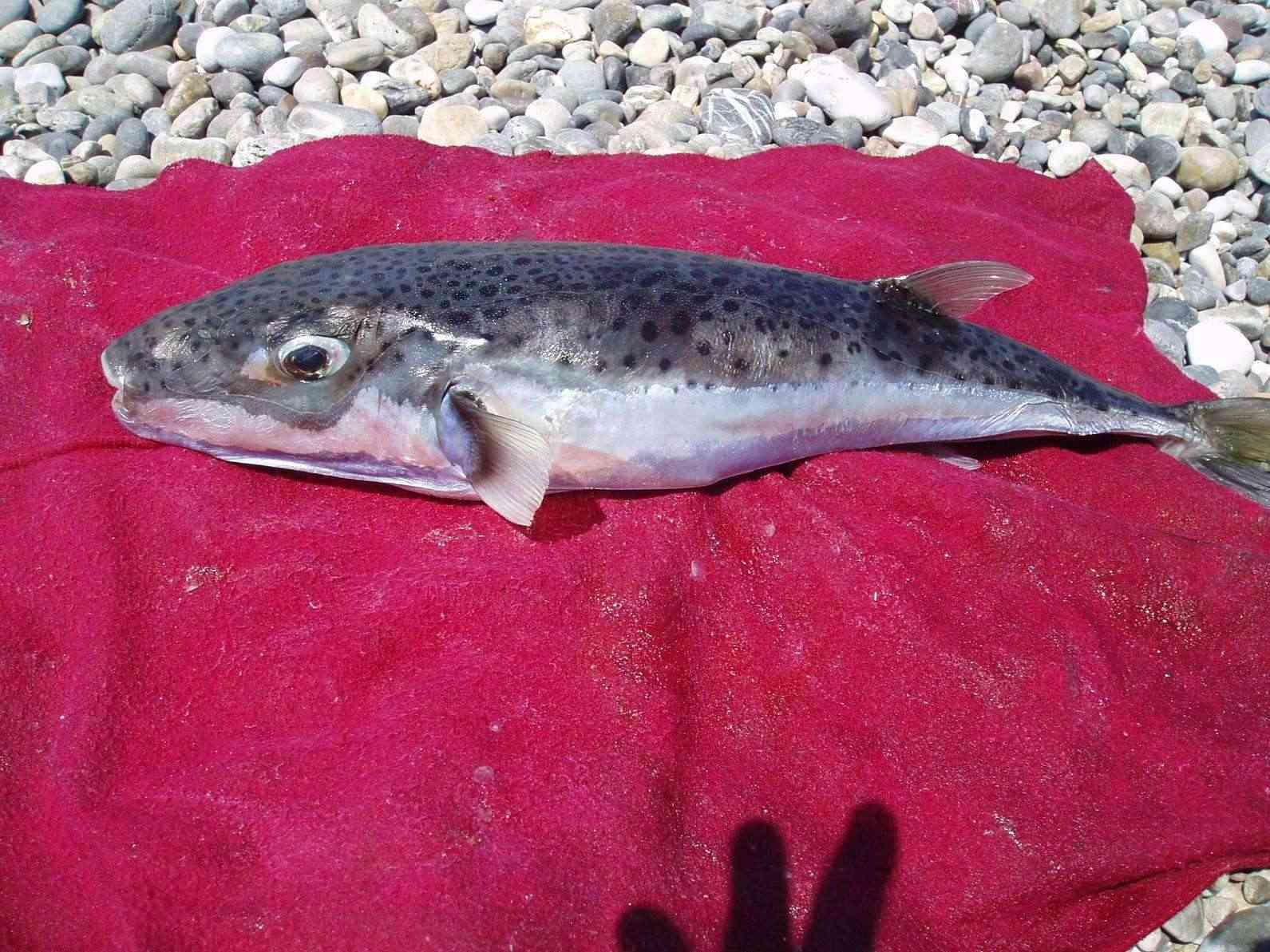 سمكة الأرنب Paleoc11