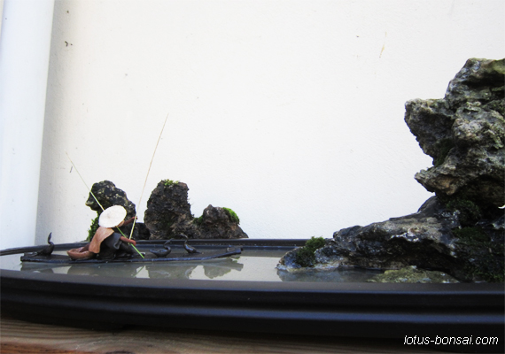2013 bonsai penjing figures Cormor11
