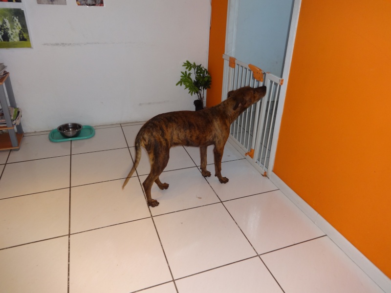 Trouvée jeune chienne bringée au faubourg Blanchot le 04/02/14 Dsc01210