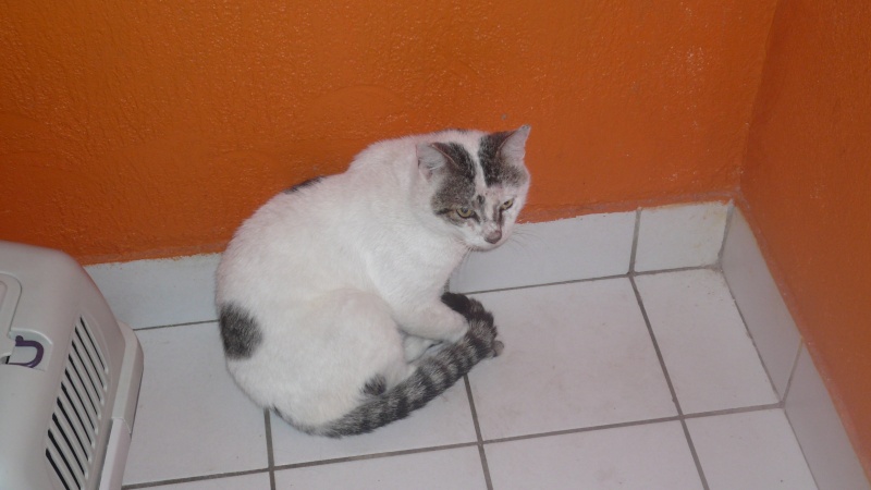 chat - Une FA pour pongo chat blanc tacheté de gris  P1090914