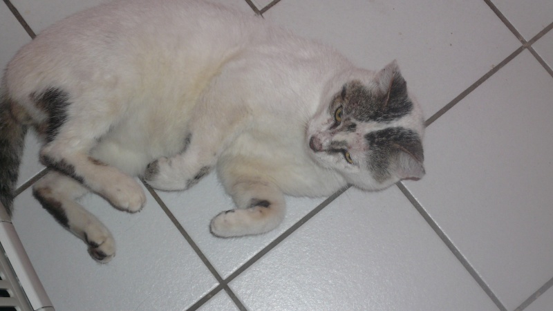 chat - Une FA pour pongo chat blanc tacheté de gris  P1090915