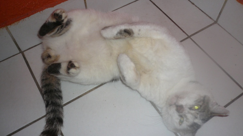 chat - Une FA pour pongo chat blanc tacheté de gris  P1090916