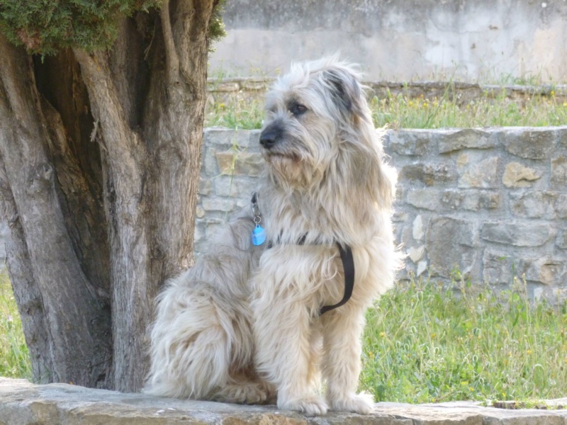 Puffy, chien croise berger des Carpates, très sociable 10258510