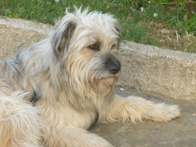 Puffy, chien croise berger des Carpates, très sociable 88452510