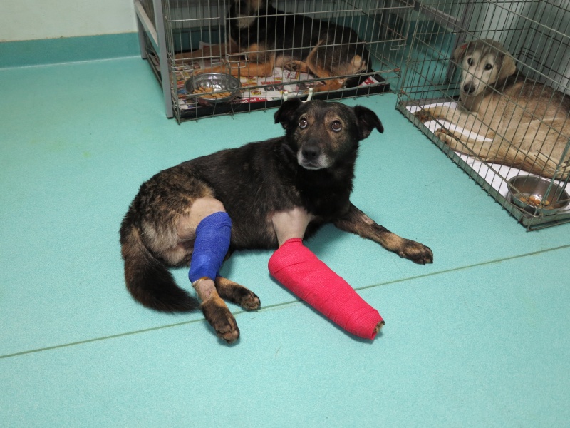 Lucky, chien renverse par une voiture, deux pattes fracturées !! Img_3115