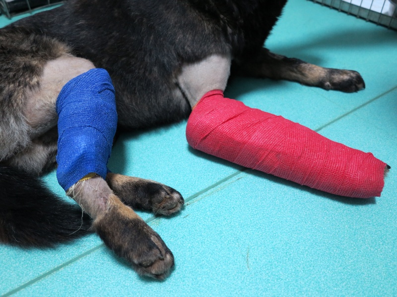 Lucky, chien renverse par une voiture, deux pattes fracturées !! Img_3117