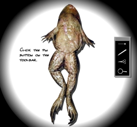 Dissection virtuelle d’une grenouille Grenou12