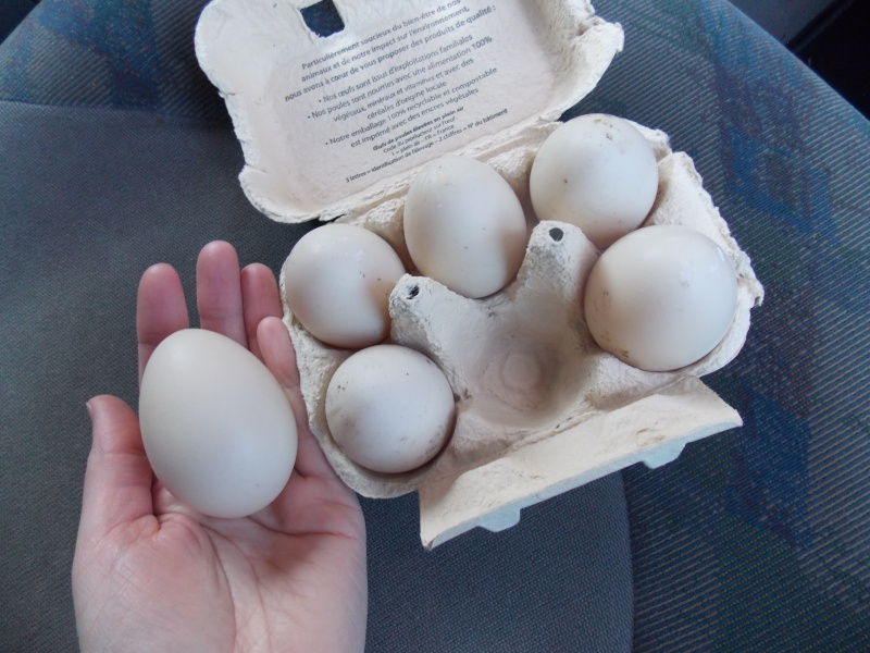 couvaison œufs de canne de barbarie par une poule  Dscn2310