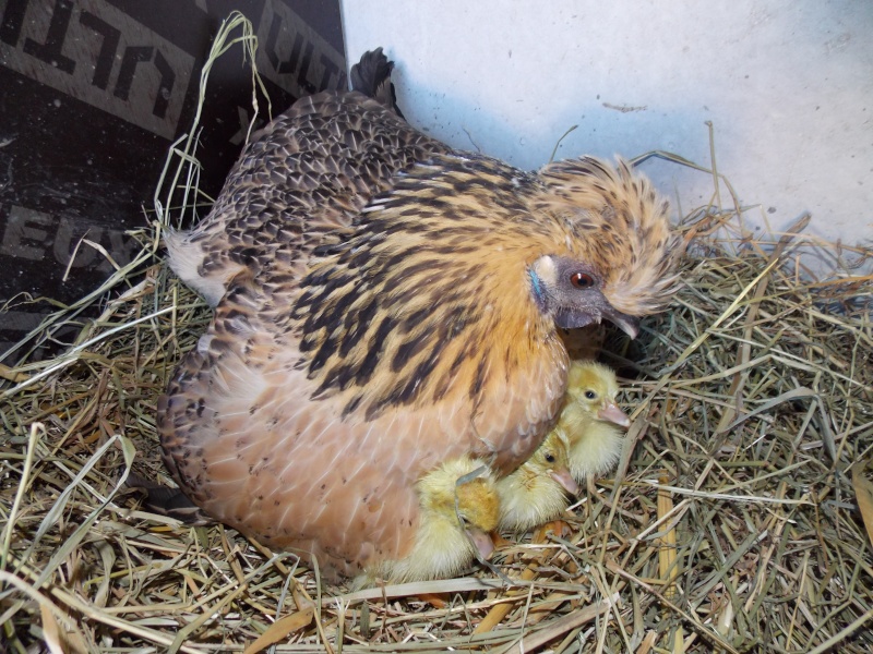 couvaison œufs de canne de barbarie par une poule  Dscn2512