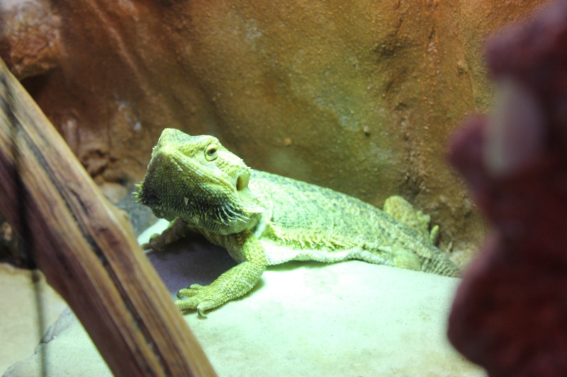 un petit tour de mes pogona Img_0514