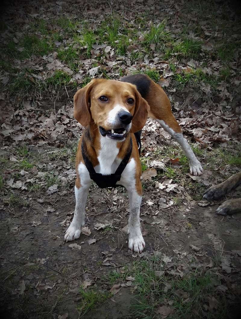 IGLO - beagle mâle 4 ans (Asso GALIA 86) Dsc04524