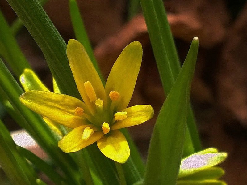 Erste Frühlingsboten im Garten und in Wald und Flur - Seite 48 F_gelb10