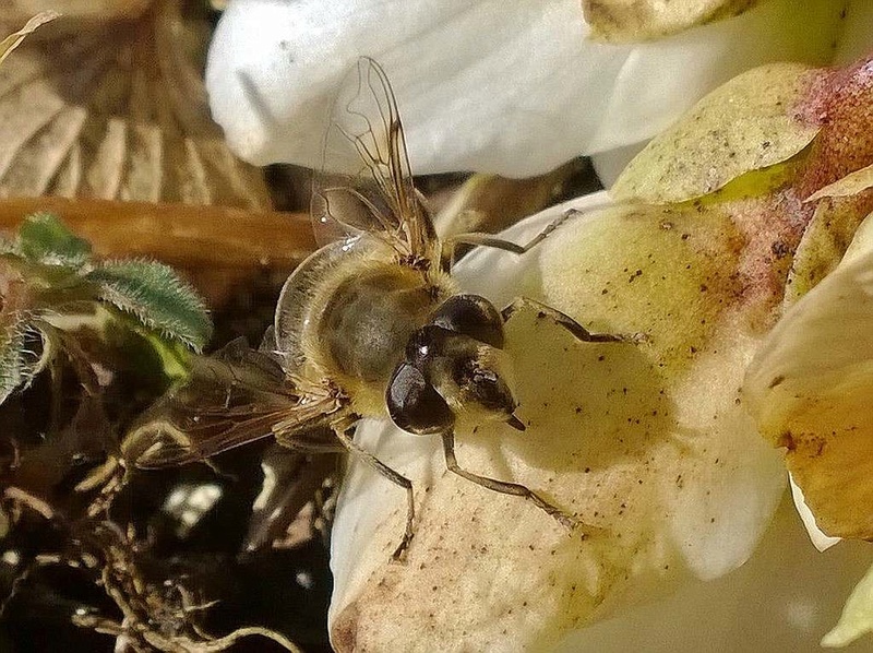 Erste Frühlingsboten im Garten und in Wald und Flur - Seite 44 Schweb10