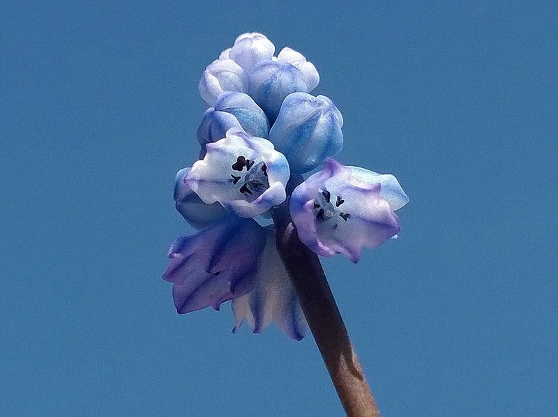 Erste Frühlingsboten im Garten und in Wald und Flur - Seite 47 Traube10