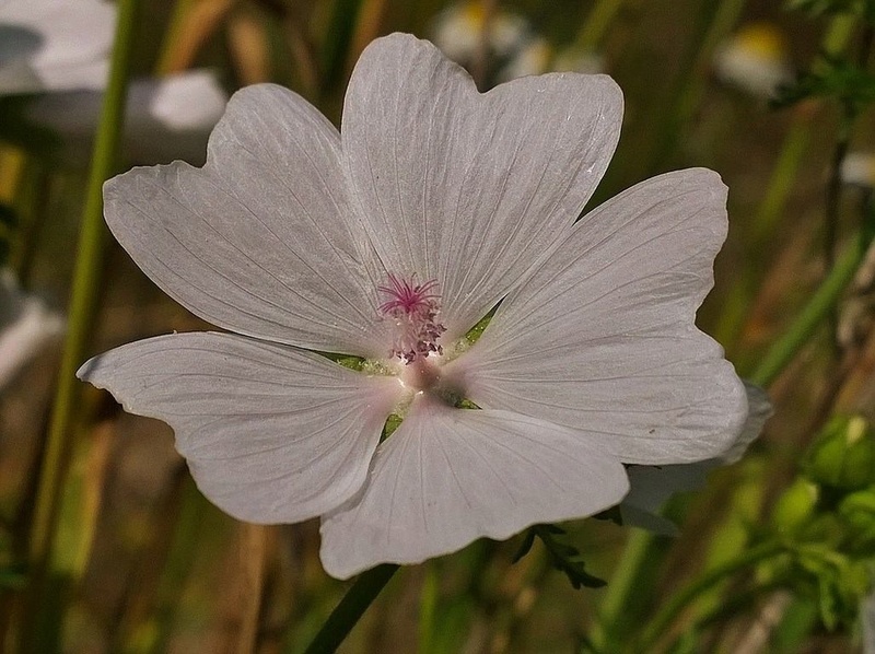 Wildblumen (Sammelthread) - Seite 12 Wblyte10