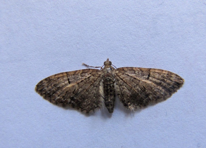 Eupithecia précoce ? Av2_g_10