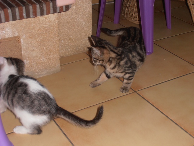 Calloway, Chamade et Coco (23/08/2013) Pa280016