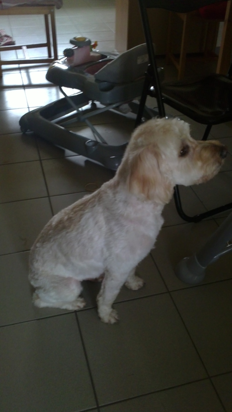 SUNNY - caniche 6 ans Permi_10