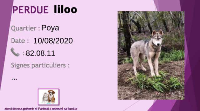 PERDUE LILOO chienne Husky gris beige et blanc ce matin 10/08 au lieu-dit la Moindah Poya collier jaune A10