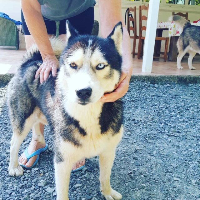 TROUVE HACHY et ACHY husky noir et blanc, yeux vairons (gauche bleu, droite vert ou marron) collier avec son nom au Mont Dore le 07/01/2020 Achy10