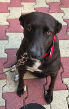 PERDUS chien et chienne noirs tache poitrail et chaussettes pattes arrières blanches à N'Géa le 19.07.2020  Captu491