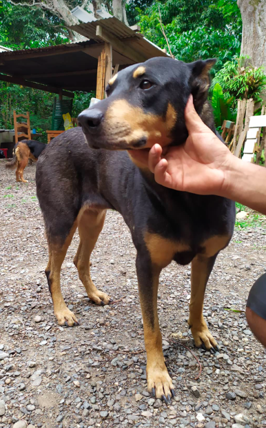 TROUVEE DOBERMAN oreilles et queue coupées AU MCDO DE BOULARI LE 25.10.2022 Captu970