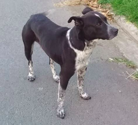 PERDU JAZZ croisé chien bleu / pitbull noir avec un peu de blanc moucheté à Tina sur Mer le 06/11/2018 Captur47