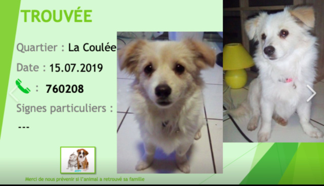 PERDUES 3 CHIENNES A DUCOS PAPEETE LE 25.07.2019 HUSKY YEUX VAIRONS, PITBULL MARRON ET BLANCHE ET PETIT X BICHON BLANC  Captur55