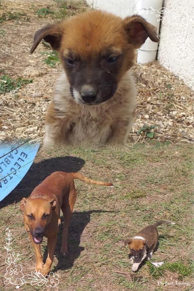 savannah - TROUVEE chienne fauve (croisée pitbull?) et son chiot marron à Savannah sur Mer le 03/04/2020 Cc11