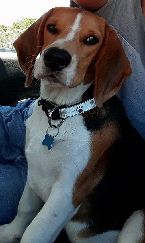 Perdu BEAGLE NEO LE 18.07.2019 A BELLEVUE KONE  Cos10