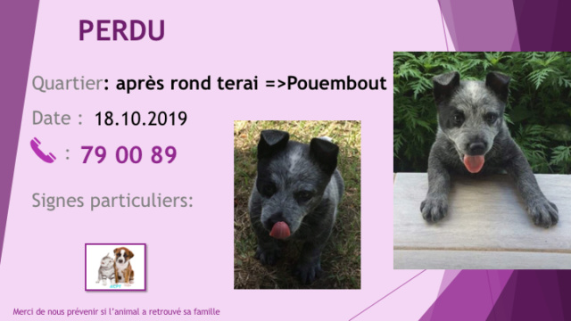 PERDU CHIOT BLEU A TEARI POUEMBOUT LE 18.10.2019 Diap1002