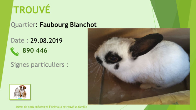 TROUVÉ LAPIN BLANC ET NOIR AU FAUBOURG le 29.08.2019 Diap1027