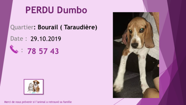 PERDU DUMBO BEAGLE A LA TARAUDIERE BOURAIL LE 29.10.2019 Diap1028