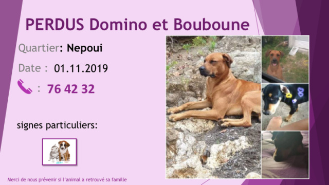PERDUS DOMINO X BOXER ET BOUBOUNE TECKEL A NEPOUI LE 01.11.2019 Diap1044