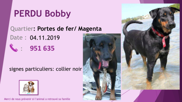 beauceron - PERDU BOBBY X BEAUCERON PATTE ARRIERE CASSEE AUX PORTES DE FER /MAGENTA COLLIER NOIR LE 04.11.2019 Diap1062
