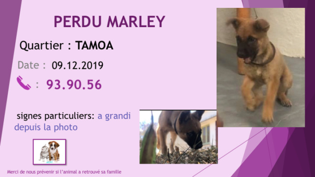 PERDU MARLEY 5 MOIS X BERGER MARRON A TAMOA LE 09.12.2019 Diap1100