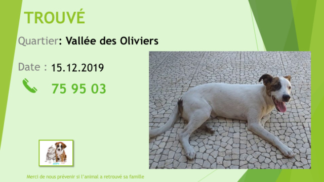 chien - TROUVE CHIEN BLANC TACHE MARRON OEIL OREILLES MARRON À LA VALLEE DES OLIVIERS LE 15.12.2019 Diap1106