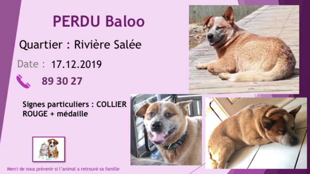 chien - PERDU BALOO CHIEN ROUGE BOUVIER AUSTRALIEN COLLIER ROUGE MEDAILLE A RIVIERE SALÉE LE 17.12.2019 Diap1116