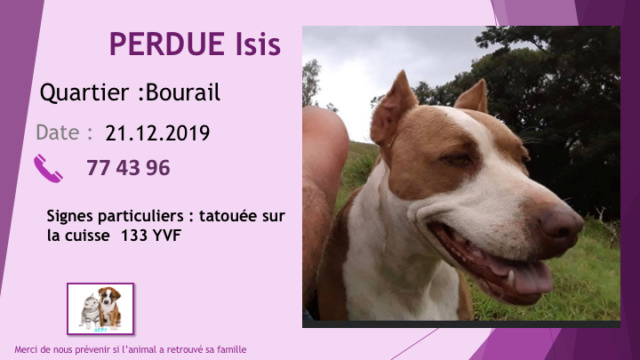 PERDUE ISIS PITBULL MARRON ET BLANCHE A BOURAIL OREILLES COUPÉES TATOUEE 133YVF SUR LA CUISSE LE 21.12.2019 Diap1123