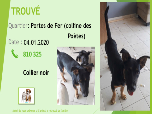 chien - TROUVE CHIEN X DOB? NOIR ET FEU COLLIER NOIR COLLINE DES POETES PORTES DE FER LE 04.01.2020 Diap1213