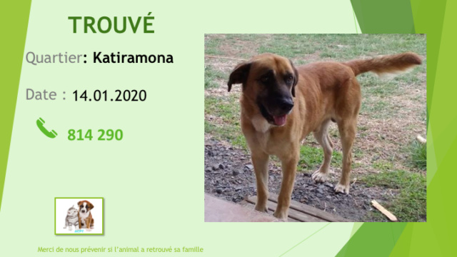 TROUVE X BERGER FAUVE GUEULE NOIRE A KATIRAMONA LA 14.01.2020 Diap1247