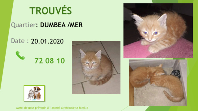 TROUVES DEUX CHATONS ROUX A DUMBEA SUR MER LE 21.01.2020 Diap1265