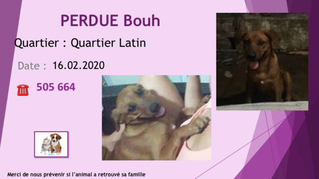 PERDUE BOUH CHIENNE FAUVE x ? au quartier latin le 16.02.2020 Diap1352