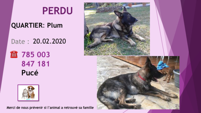 PERDU BERGER ALLEMAND PUCÉ A PLUM LE 20.02.2020 Diap1367