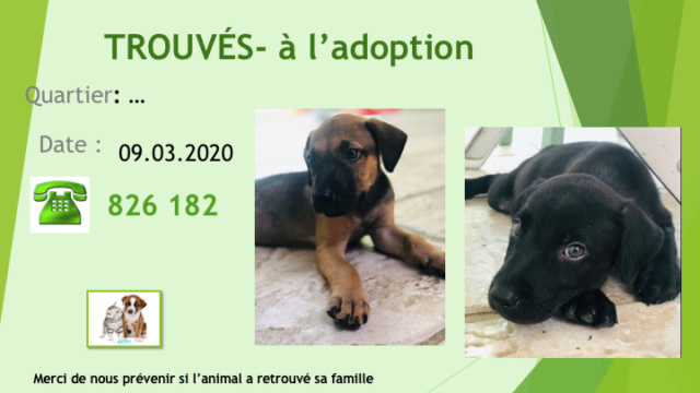 adoption - TROUVES 2 CHIOTS MALES A L'ADOPTION LE 09.03.2020 Diap1407