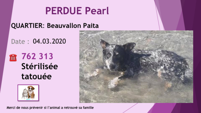 PERDUE PEARL CHIENNE BLEUE BOUVIER AUSTRALIEN STÉRILISÉE TATOUÉE A BEAUVALLON PAITA LE 04.03.2020 Diap1409