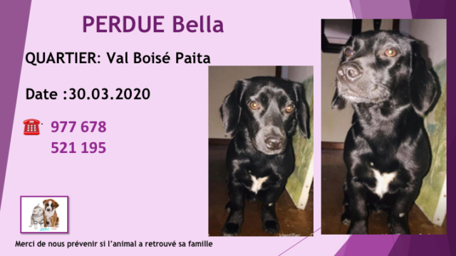 PERDUE BELLA X TECKEL NOIRE A VAL BOISÉ LE 30.03.2020 Diap1476