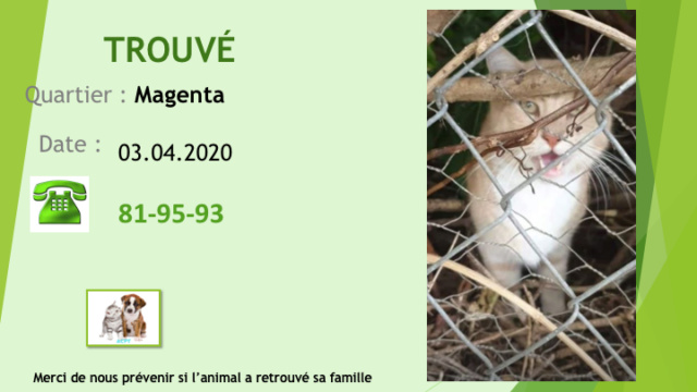 ROUX - TROUVÉ CHAT BEIGE ROUX A MAGENTA LE 03.04.2020 Diap1491